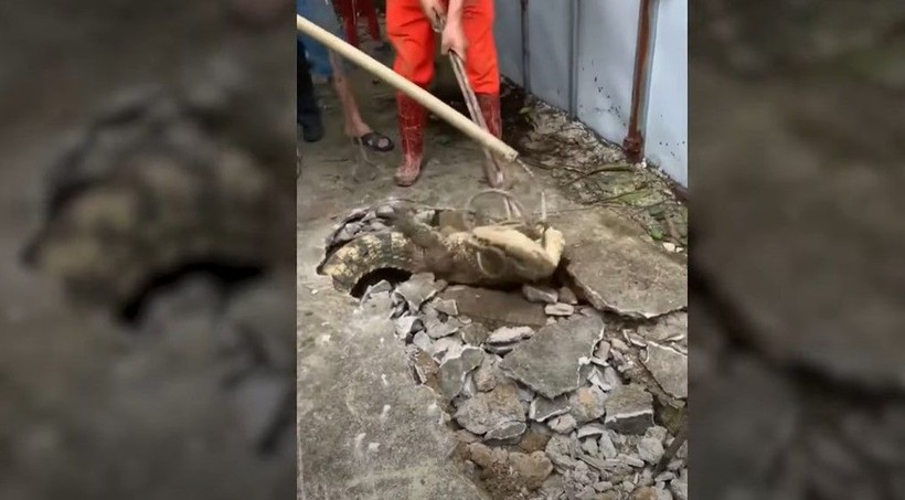 Kırdıkları beton yolun altından timsah çıktı! Gelen seslerin ardından ekipler harekete geçti | Gözlerine inanamadılar - Resim: 9