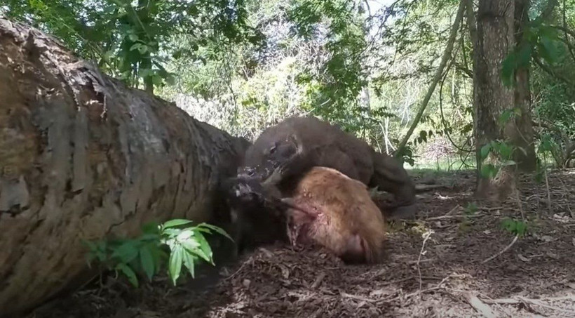 Komodo ejderi hamile geyiği yavrusuyla birlikte canlı canlı yedi! Vahşi doğanın korkunç yüzü kameralara yansıdı - Resim: 30