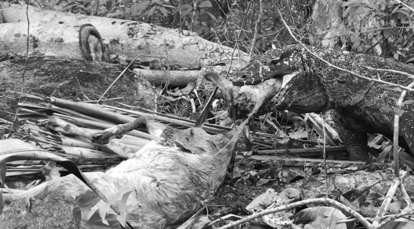 Komodo ejderinin keçi avı kamerada! Dehşete düşüren görüntü - Resim: 29