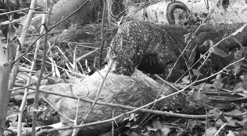 Komodo ejderinin keçi avı kamerada! Dehşete düşüren görüntü - Resim: 33