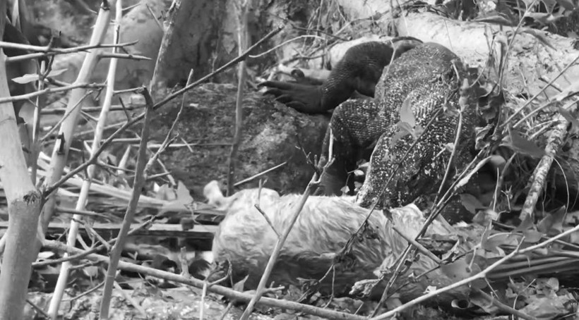 Komodo ejderinin keçi avı kamerada! Dehşete düşüren görüntü - Resim: 34