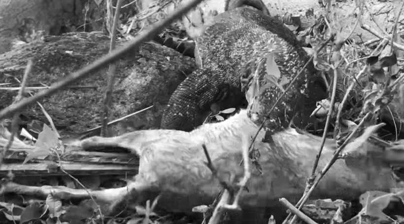 Komodo ejderinin keçi avı kamerada! Dehşete düşüren görüntü - Resim: 35