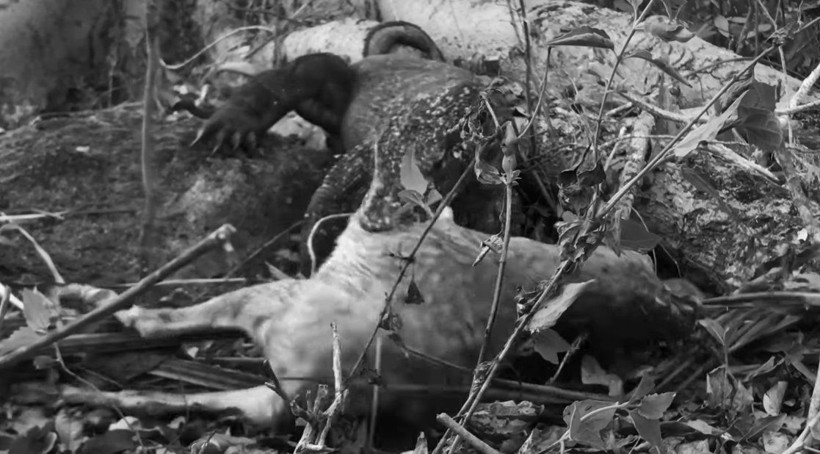Komodo ejderinin keçi avı kamerada! Dehşete düşüren görüntü - Resim: 36