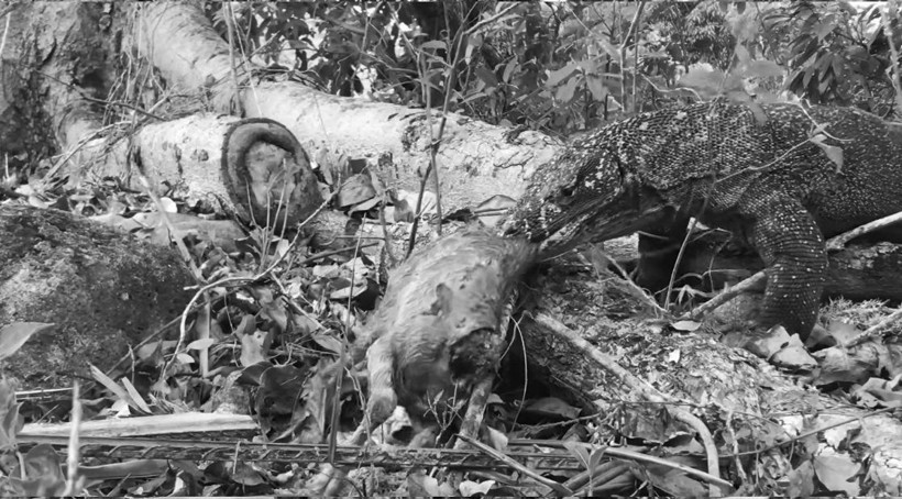 Komodo ejderinin keçi avı kamerada! Dehşete düşüren görüntü - Resim: 38