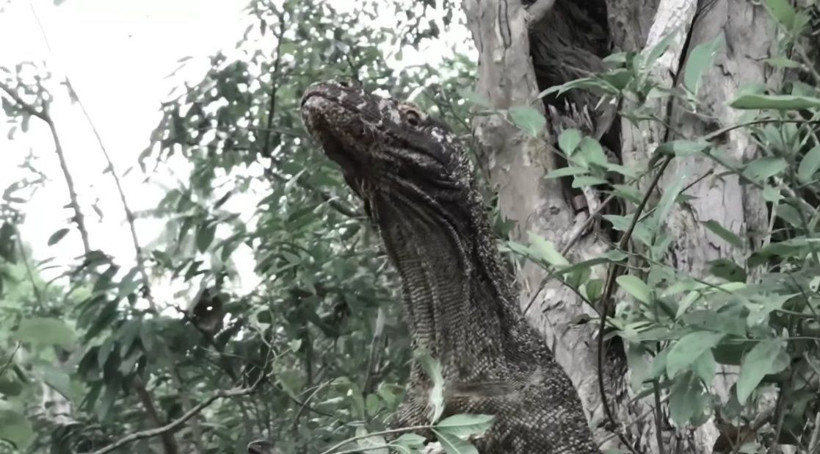Komodo ejderinin keçi avı kamerada! Dehşete düşüren görüntü - Resim: 40