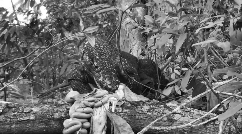 Komodo ejderinin keçi avı kamerada! Dehşete düşüren görüntü - Resim: 41