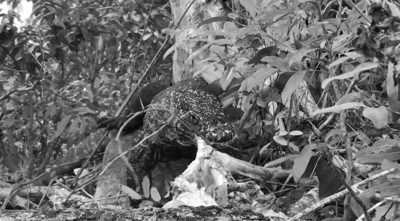 Komodo ejderinin keçi avı kamerada! Dehşete düşüren görüntü - Resim: 42