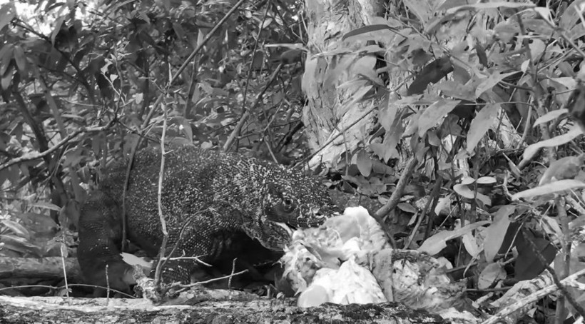 Komodo ejderinin keçi avı kamerada! Dehşete düşüren görüntü - Resim: 44