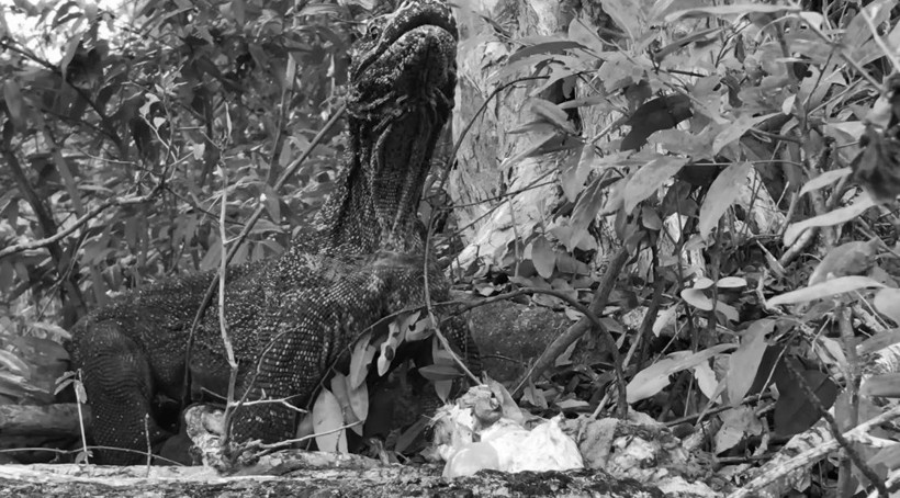 Komodo ejderinin keçi avı kamerada! Dehşete düşüren görüntü - Resim: 45