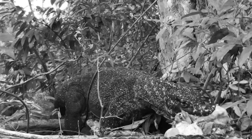 Komodo ejderinin keçi avı kamerada! Dehşete düşüren görüntü - Resim: 46