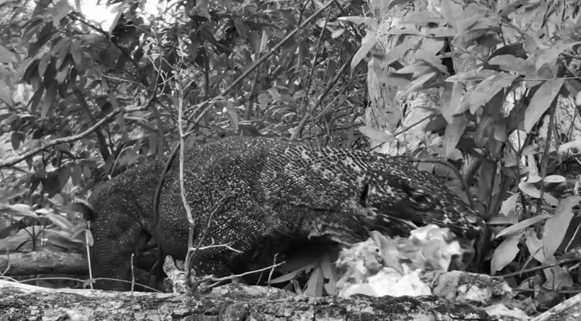 Komodo ejderinin keçi avı kamerada! Dehşete düşüren görüntü - Resim: 47
