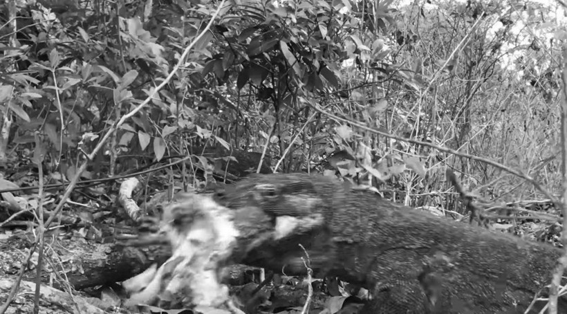 Komodo ejderinin keçi avı kamerada! Dehşete düşüren görüntü - Resim: 49