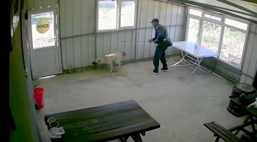 Köy kahvesinde bakılan köpeği bastonuyla darp etti; o anlar kamerada - Resim: 3