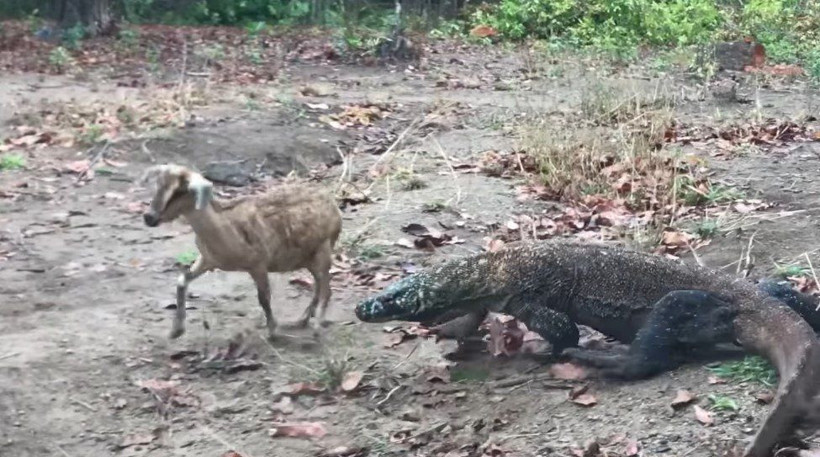 Komodo ejderinin keçi avı kamerada! Dehşete düşüren görüntü - Resim: 4