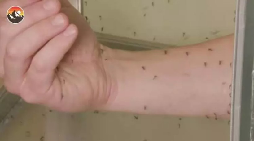Bin sivrisineğe kendini ısırtan adam gündem oldu - Resim: 6
