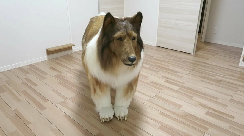 Köpek olmak için binlerce dolar harcadı! Bakın şimdi ne yapıyor... - Resim: 5