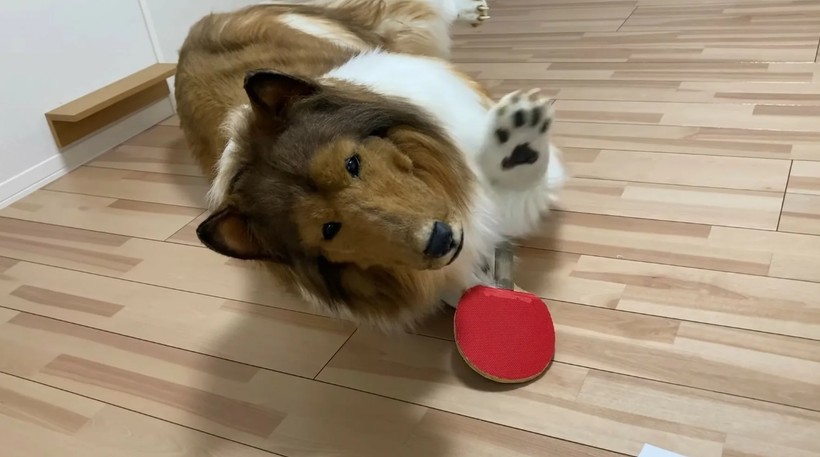 Köpek olmak için binlerce dolar harcadı! Bakın şimdi ne yapıyor... - Resim: 8