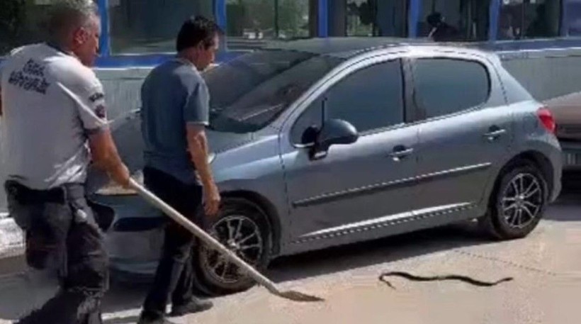 Araç muayenesinde yılan paniği! Eliyle tutup... - Resim: 7