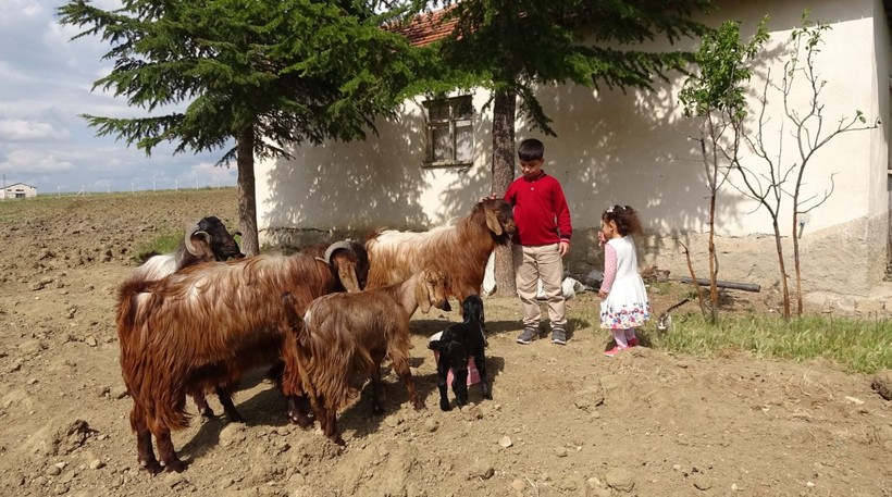 Boş vakitlerinde çobanlık yapan Emir, bursluluk sınavından 500 tam puan aldı - Resim: 2