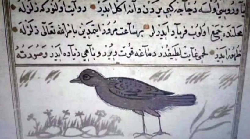 Tarihi kaynaklar gözler önüne serdi! Tam 800 yıl önce keşfedilmiş: Depremi 1 saat öncesinden hissediyorlar 'Erken öğrenmek için kullanılabilir' - Resim: 7