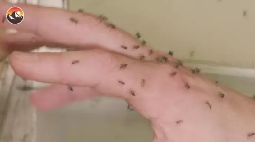 Bin sivrisineğe kendini ısırtan adam gündem oldu - Resim: 5