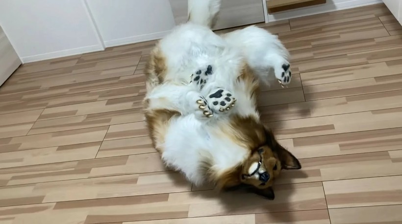 Köpek olmak için binlerce dolar harcadı! Bakın şimdi ne yapıyor... - Resim: 9