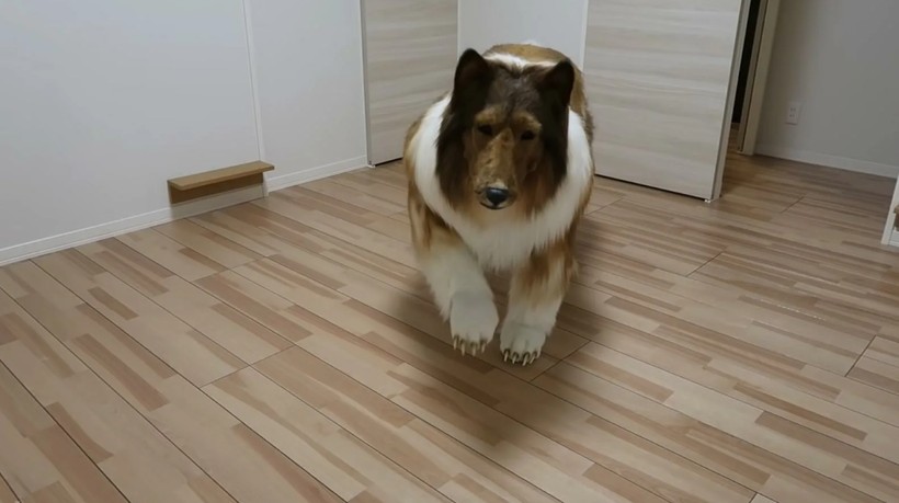 Köpek olmak için binlerce dolar harcadı! Bakın şimdi ne yapıyor... - Resim: 10
