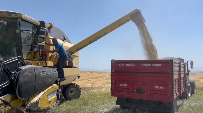 Kars'ta Ata tohumu arpa ile bereket fışkırdı - Resim: 2