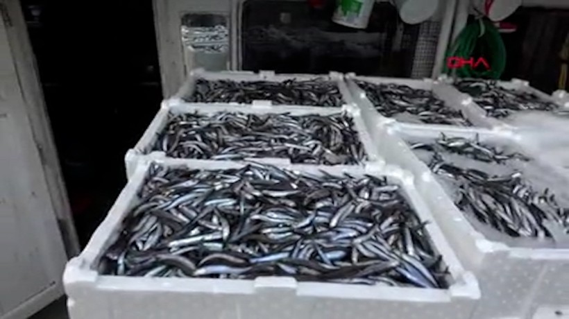 Amasra'da balıkçılar 375 ton hamsi yakaladı
