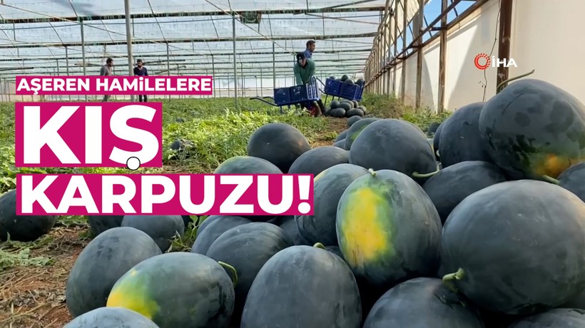 Kilosu 10 liradan satılan kış karpuzu, aşeren hamilelere ilaç gibi geliyor