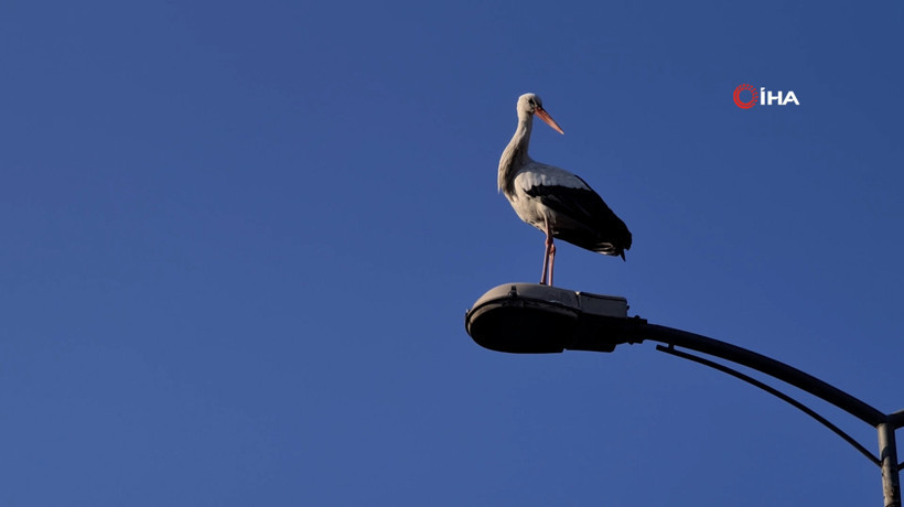 ‘Baharın habercisi’ Karabük’ü sevdi