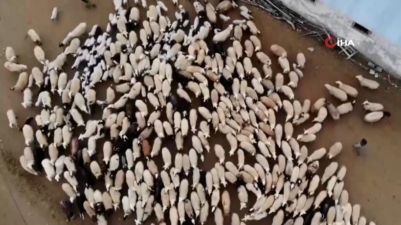 Süt kuzuları günde 2 defa anneleriyle buluşturuluyor