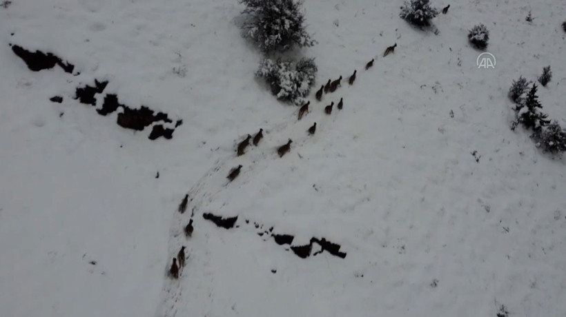 Kar üstünde yiyecek arayan dağ keçileri drone ile görüntülendi