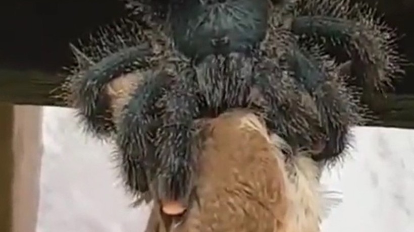 Tarantulanın kuş avı böyle görüntülendi