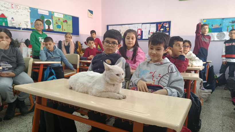 Okullu kedi Çakıl 6 yıldır öğrencilerle birlikte derslere giriyor