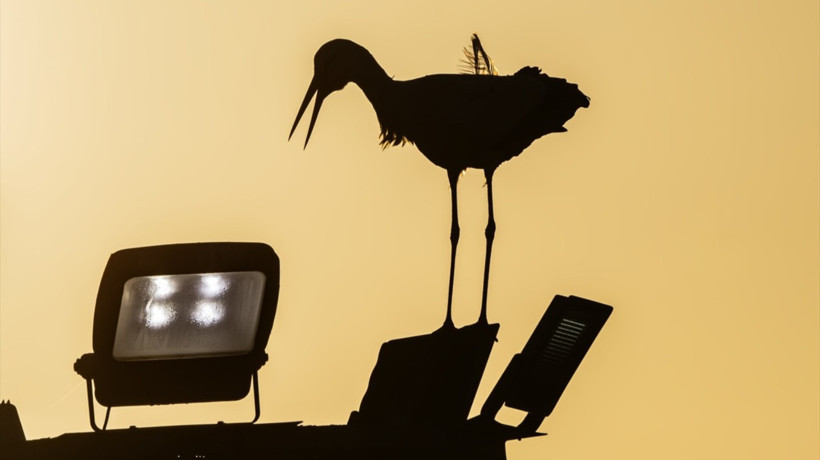 İlkbaharın habercisi leylekler Türkiye'de görülmeye başladı