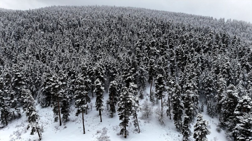 Erzurum'da karın kalınlığına ağaç dalları dayanamadı
