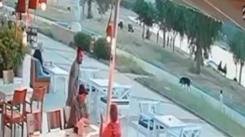 Aydın'da başıboş bir sokak köpeği çocuğa saldırdı