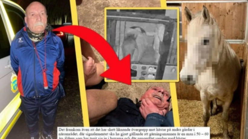 İsveç'te mide bulandıran olay! PKK'lı Senanik Öner, ahırda ata tecavüz ederken yakalandı