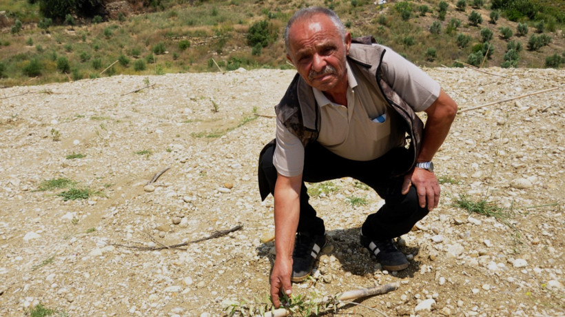 Antalya'da vicdansızlık! Büyüsün diye yıllarca beklenen zeytin fidanlarını traktörle ezdiler