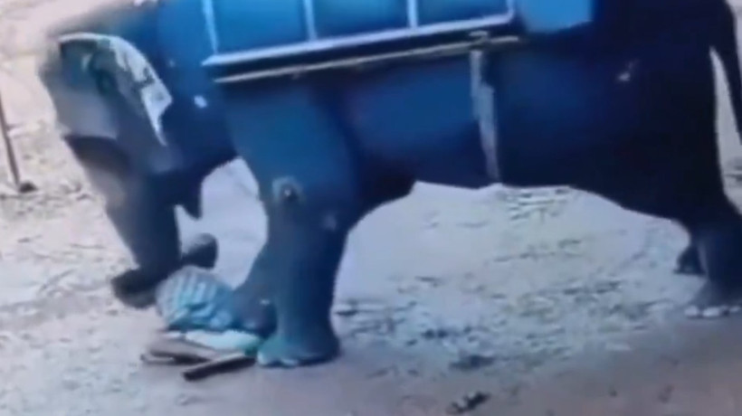 Dehşet verici ölüm! Fil, bakıcısını ezerek dümdüz etti