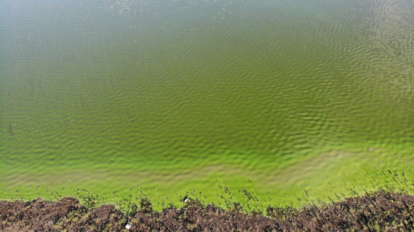 Kars Baraj Gölü'nde alg patlaması: Gölün rengi yeşile döndü