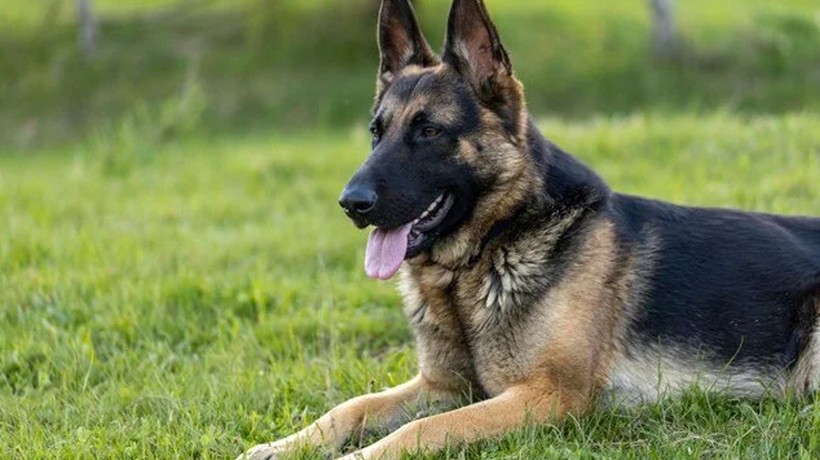 Rekor kıran köpek vergisi: Senede 421 milyon Euro toplandı