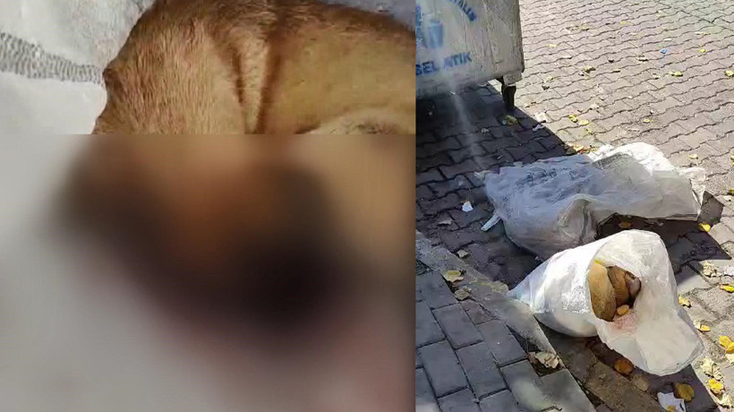 Avcılar’da çuvalda çöpe atılmış 2 ölü köpek bulundu
