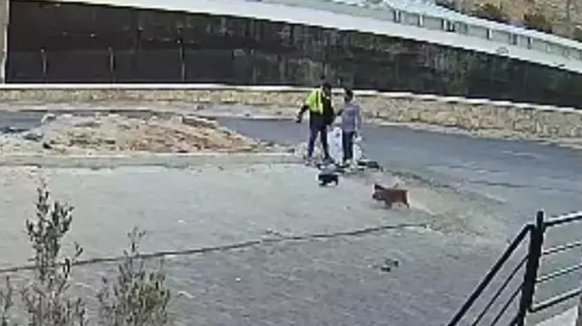 Şanlıurfa'da yavru köpeği kaldırım taşıyla öldüren şahıs tutuklandı