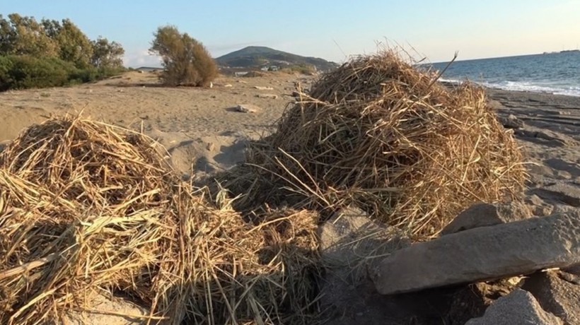 Koruma altındaki kum zambakları iş makinesiyle söküldü