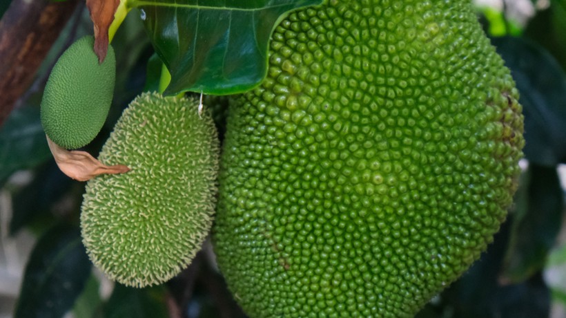 5 yıl önce Vietnam'dan getirttiği jackfruit meyvesini Türkiye'de yetiştirmeyi başardı