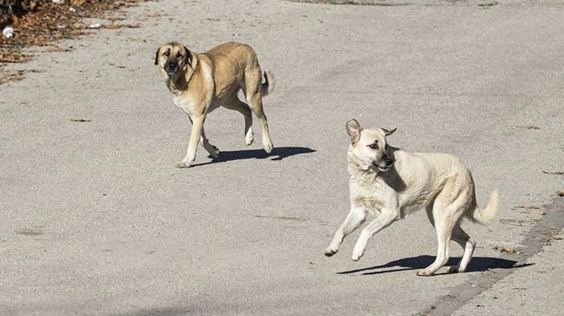 13 yaşındaki Alperen, sokak köpeklerinin saldırısında yaralandı