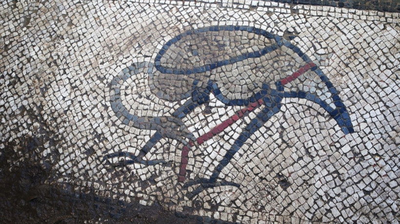 Eski Roma hamamının tabanında timsah ve yılan balığı betimlemeli mozaikler bulundu