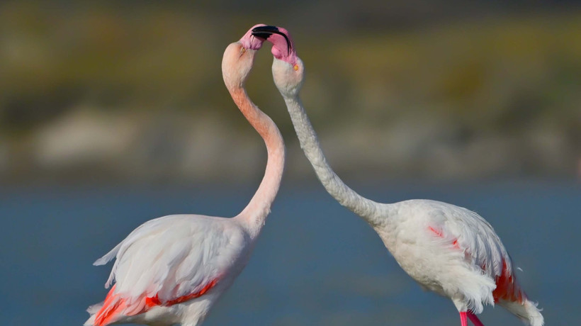 Gökçeada'da flamingoların 'kur' ve 'beslenme' dansı fotoğraflandı